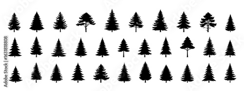 Set of Coniferous Tree templates in solid style. Black forest silhouettes variations. Pine, spruce, fir, labels. Isolated on white background