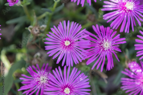 Close-up of vibrant purple Delosperma flowers, also known as succulent ice plants, in full summer bloom