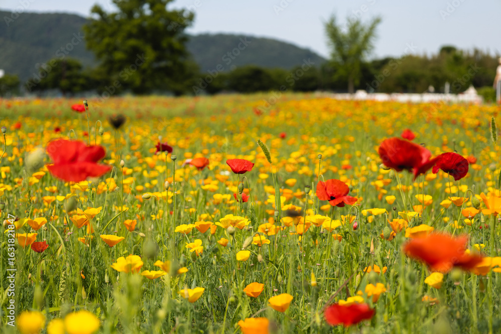 Fototapeta premium Beautiful colorful field of red and yellow poppies in South Korea, summer landscape with California poppies