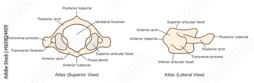 第一頸椎（環椎）の解剖学、上面図と側面図のイラスト