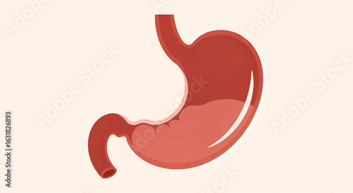 Human stomach organ illustration, a simple anatomical diagram for gastroenterology and digestive system education