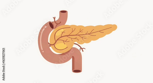 Human pancreas anatomy illustration. Medical diagram of the digestive and endocrine organ isolated on a white background.