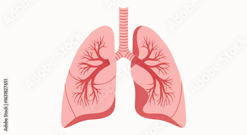 Anatomical illustration of human lungs. Vector graphic of the respiratory system, trachea, and bronchi for medical or educational use.
