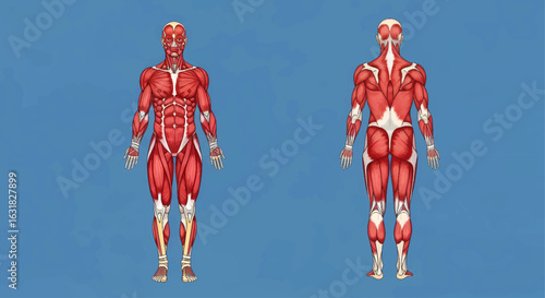 Detailed illustration of the human muscular system, showing both front and back anatomical views for educational use
