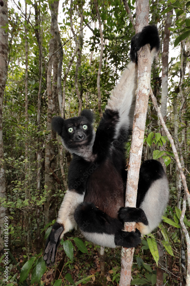 Fototapeta premium Madagascan Indri climbing in tree