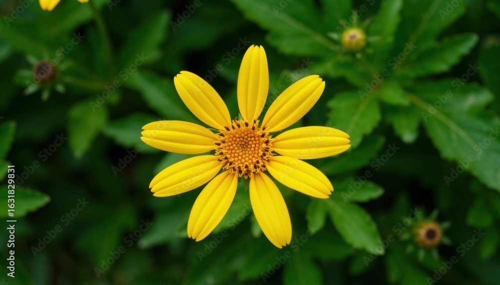 Vibrant yellow flower blooming in a lush green garden nature photography close-up view spring concept Vibrant yellow flower blooming in a lush green garden nature photography close-up view spring concept