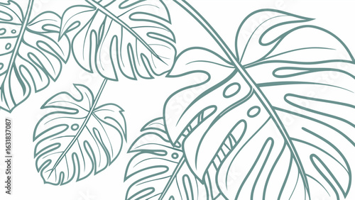 Monstera Leaf Outlines A Botanical Illustration with Teal Contours.