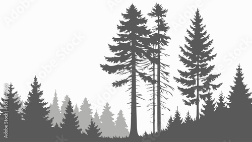 Silhouette of a Forest with Evergreen Trees and Conifers.