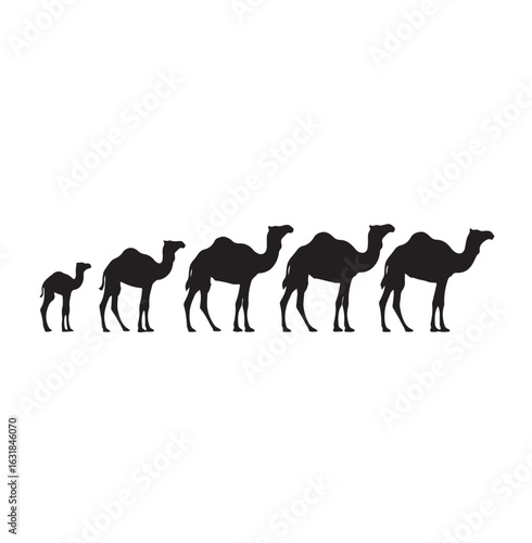 Camel life cycle silhouette set