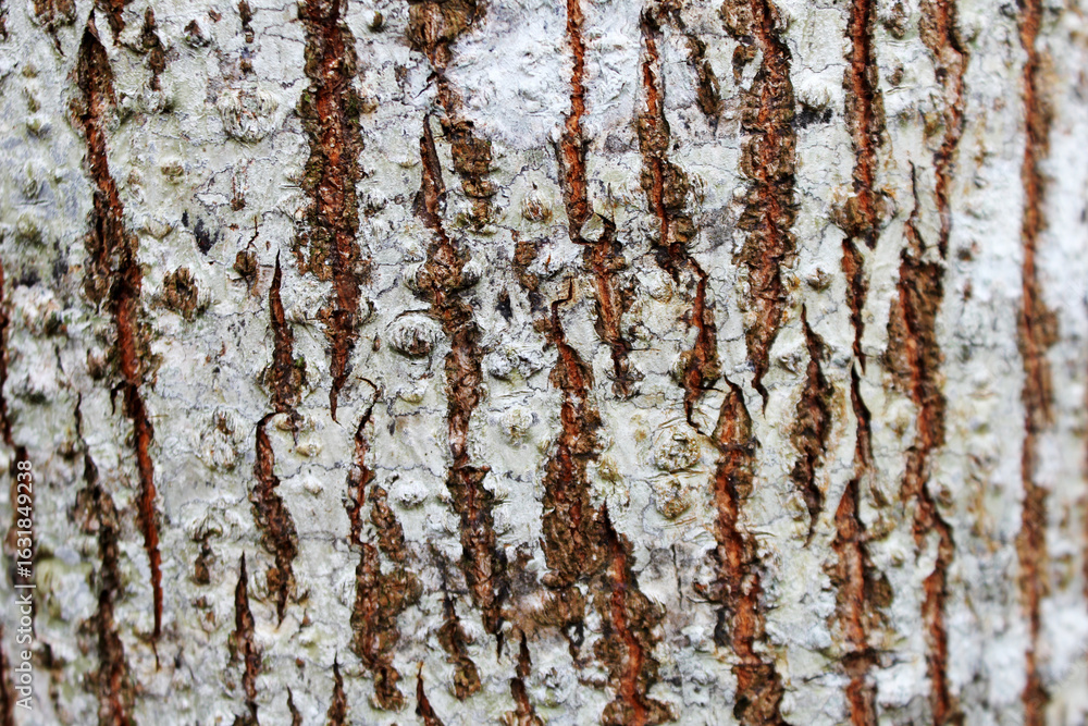 Obraz premium Detailed Tree Bark with Deep Grooves