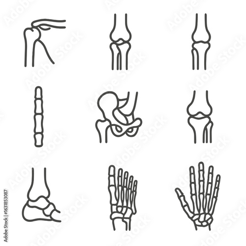 Joint Anatomy Icons. Line style icons of joint and limb anatomy: shoulder joint, elbow bones, wrist line, finger bones, hip socket