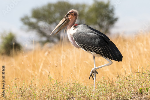 Schilderij op canvas Marabou stork
