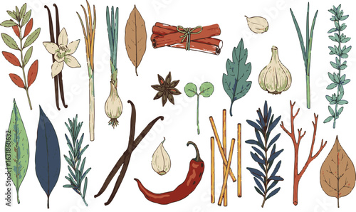 Herbs and spices set for cooking, isolated vector illustration