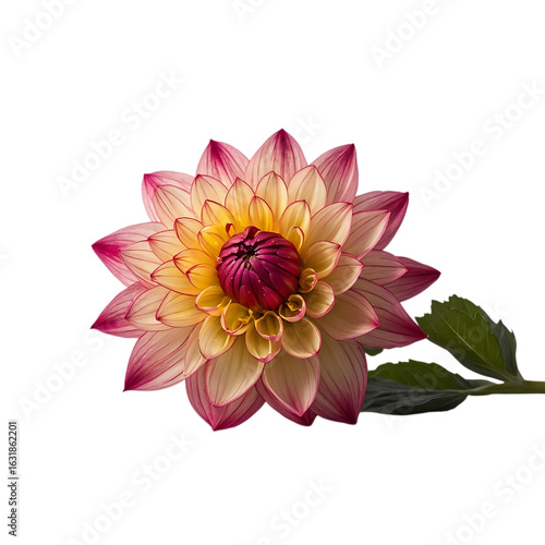 Vibrant pink and yellow dahlia bloom isolated on white, a unique floral specimen AIzaSyCXfVqtE-MfKqMoQS3rK0TdJ3ion5GQV3Q.