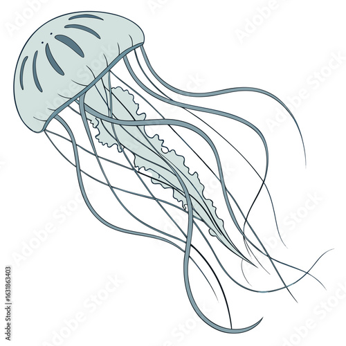 Illustration of a light blue jellyfish with flowing tentacles isolated on white background