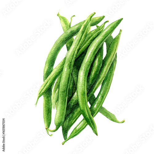 A Watercolor painting of green beans from top view, delicately hand-painted with artistic brush strokes, minimal layout, white background, vector EPS. simple illustration