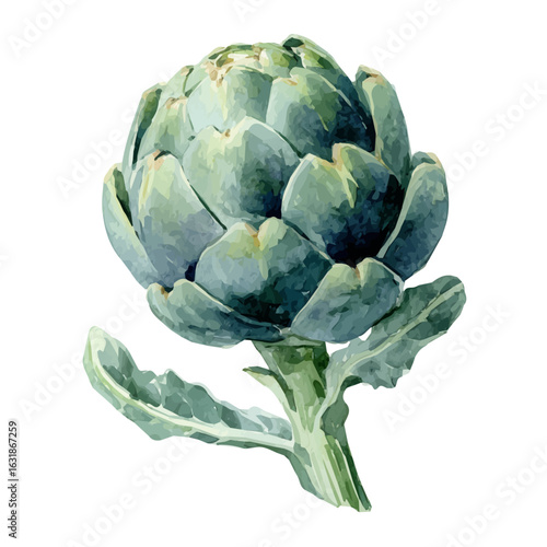Minimal watercolor hand-drawn design of green artichoke, clean vector layout with artistic texture, white background, EPS file. Plant illustration set, Vector