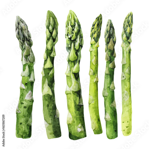 A soft and minimal watercolor rendering of asparagus set bundle in top view, hand-drawn in a clean artistic style, isolated on white, vector format. EPS plant