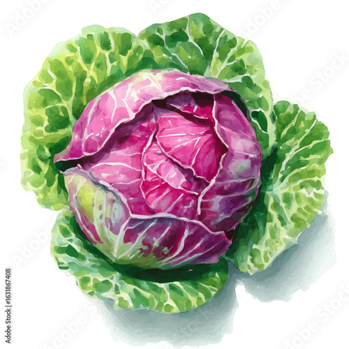 head of cabbage top view with green and purple colors in watercolor style painting, eps format, simple design. vegetable set