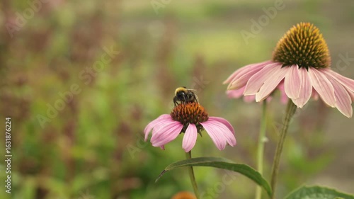 Closeup shot of Bumblebee pollinating echinacea flowers