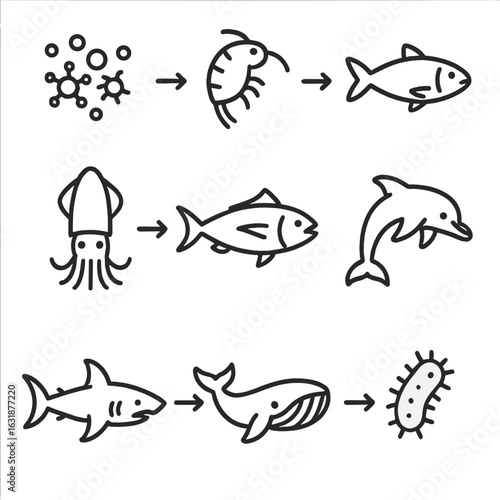 Ocean Food Chain Icons. Outline style icons of Ocean Food Chain: phytoplankton, zooplankton, small fish, squid, tuna, dolphin,