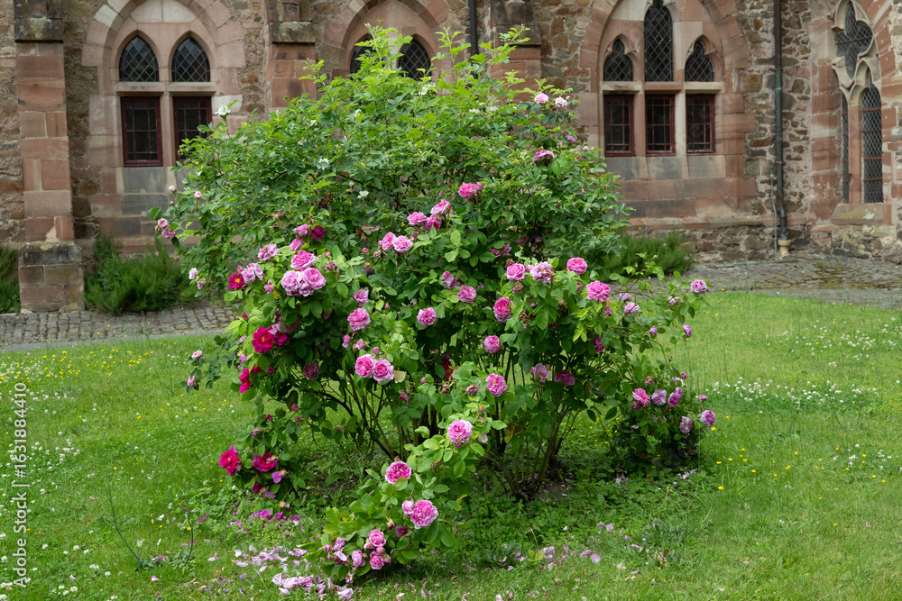 Naklejka premium rose rot naur pflanze