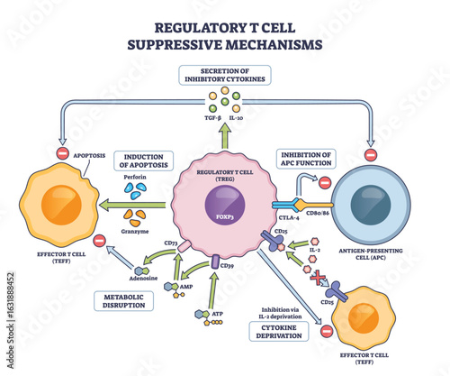 Regulatory T cell suppressive mechanisms are shown, highlighting Treg cell, cytokines, and effector T cells interactions. Outline diagram