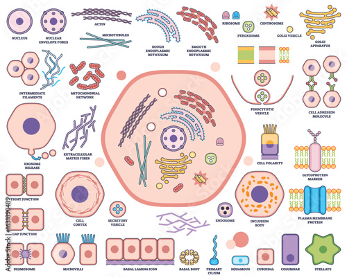 Cell organelle function and architecture visualizes nucleus, mitochondria, and endoplasmic reticulum in a labeled outline diagram. Outline style worksheet collection