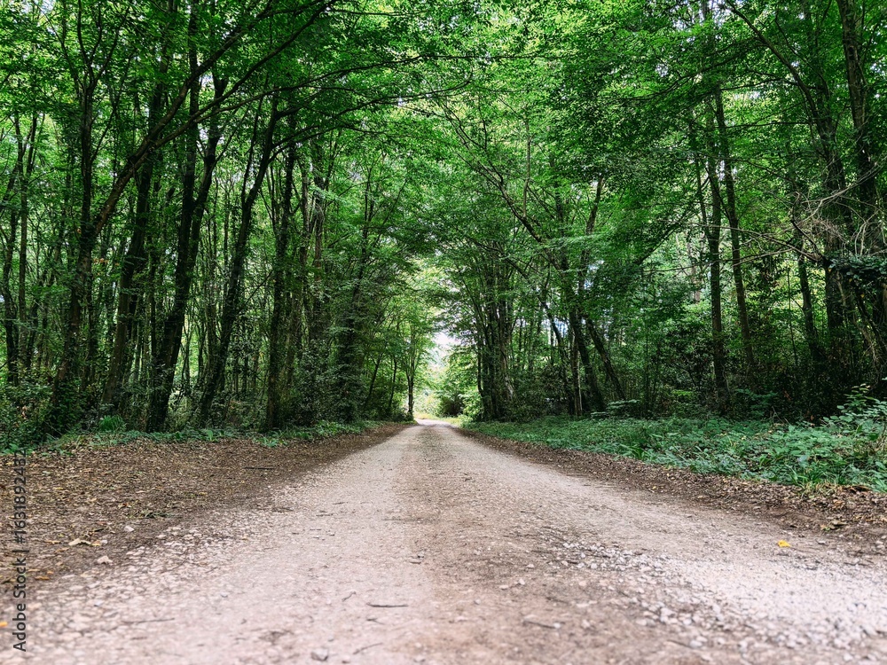 Fototapeta premium Empty Dirt Road Through a Dense Green Forest Tunnel