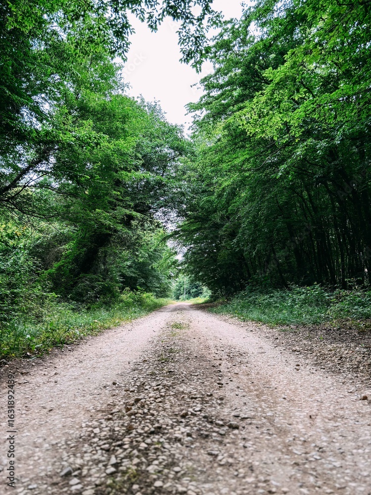 Fototapeta premium A Dirt Path Leading into a Lush Green Forest