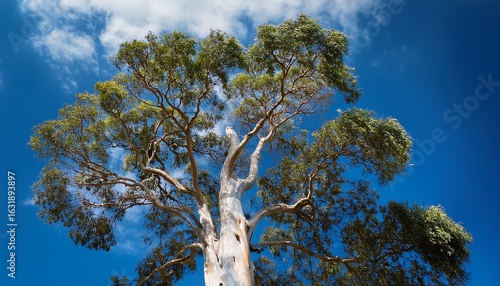 eucalyptus tree beneath a blue sky