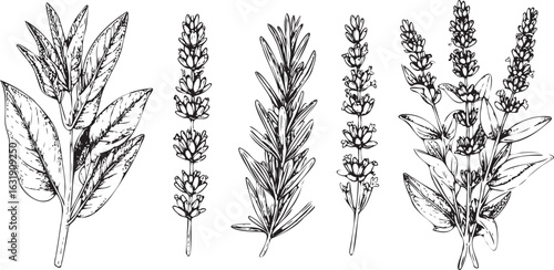 Aromatic Collection: A Detailed Sketch of Culinary Herbs