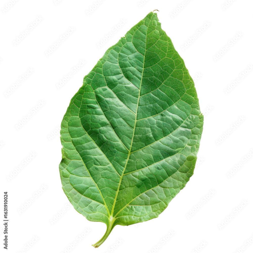 Obraz premium Fresh Green Leaf on White Background with Detailed Vein Patterns