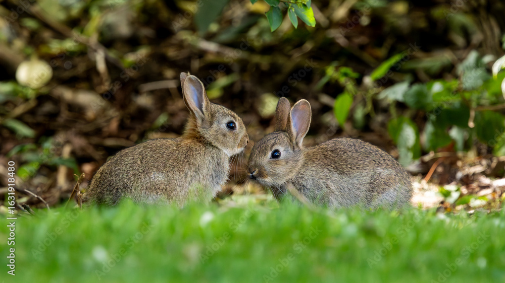 Fototapeta premium Two rabbits are standing next to each other in a grassy area