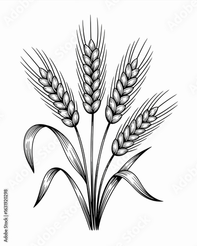wheat, grain, agriculture, ears, harvest, farm, crop, illustration, black, white, botanical, plant, vintage, sketch, drawing, lineart, nature, rural, organic, field, farming, barley, food, natural, gr