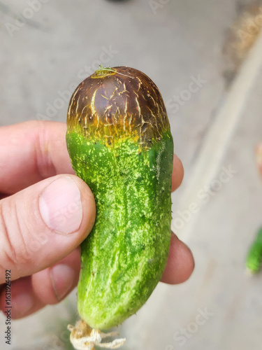 Fotografie Verdant cucumber with mysterious bruise, symbolizing Solanum Harvest Day, embrac