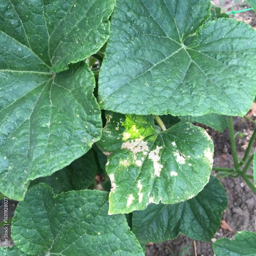 Obraz na plátně Lush cucumber leaves with mottled patina, echoing regenerative farming's essence