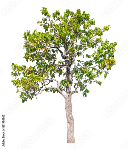 Single green tree isolated on transparent background with clipping path and alpha channel