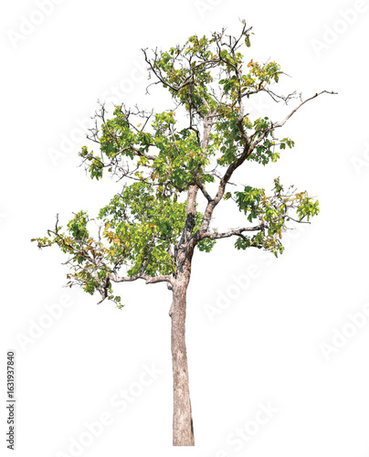 Single green tree isolated on transparent background with clipping path and alpha channel