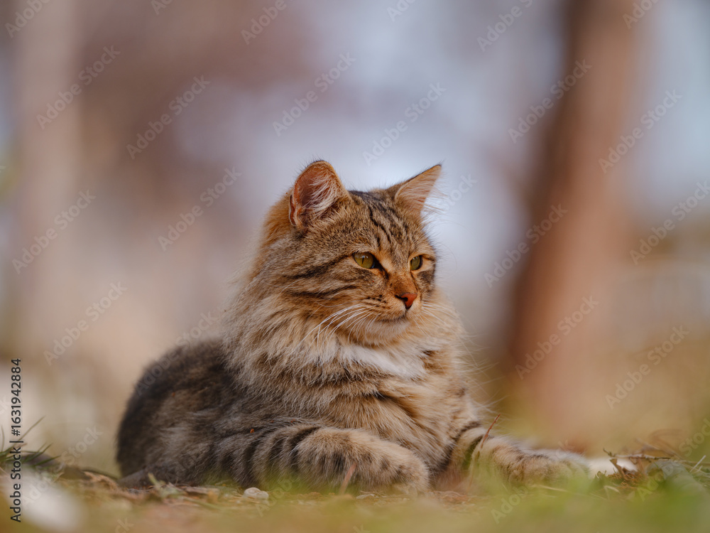 Fototapeta premium Street cats of Turkey roam freely, lounging, playing, and exploring the vibrant streets, creating charming scenes of daily life in urban and rural settings.
