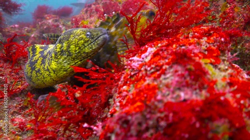 Diving at Okimae Reef. Japan. Sea bass.