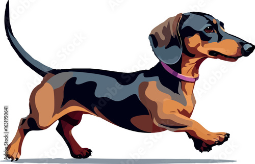 Isometric vector dachshund running with low body and long tail, playful stance, vector-friendly, isolated on white