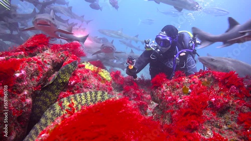 Diving with moray eels. Okimae Reef. Japan.