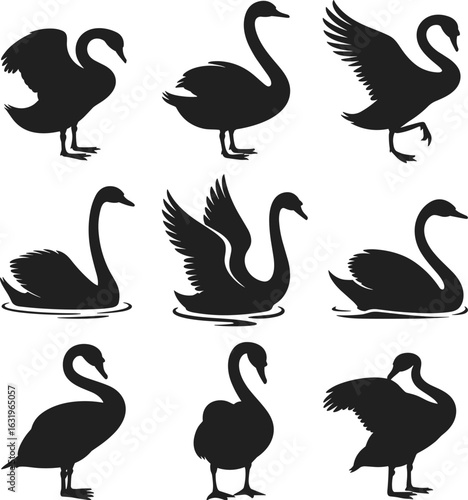 Swan silhouette set, black bird poses, flying swimming standing swans, graceful waterfowl vector, elegant animal movement, posture variation illustration