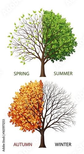 Four seasons depicted by a tree with changing foliage.