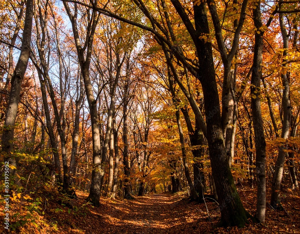 Fototapeta premium Autumn forest path
