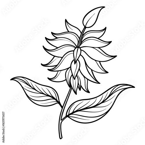 mina- lobata flower line art on white background