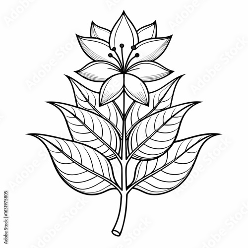 mina lobata flower line art on white background