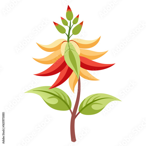 mina  lobata flower silhouette  vector on white background
