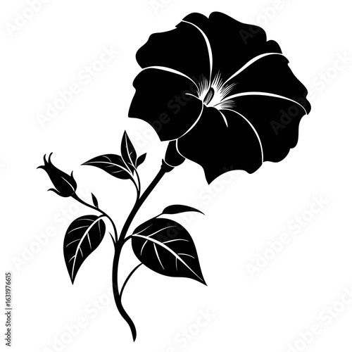  mirabilis decipiens flower silhouette vector  on white